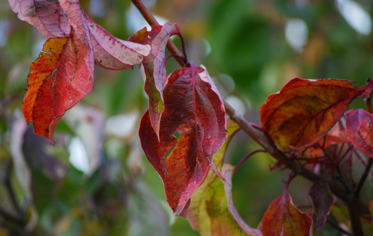 Purple-Red Fall Foliage of a Dogwood Shrub