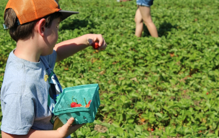 Boy Picking Strawberries
