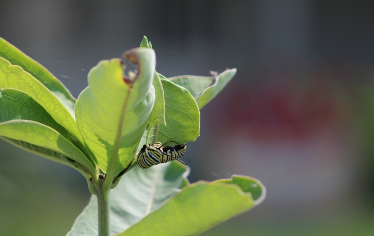 caterpillar