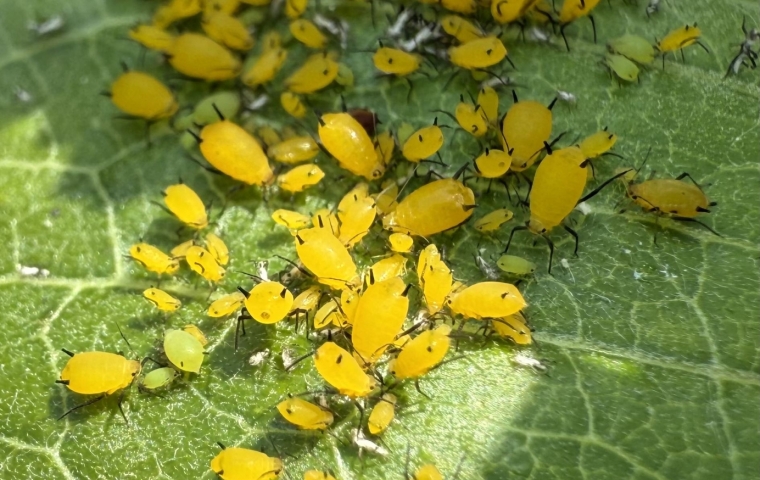Milkweed Leaf