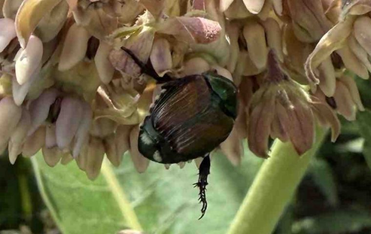 Japanese Beetle on Common Milkweed