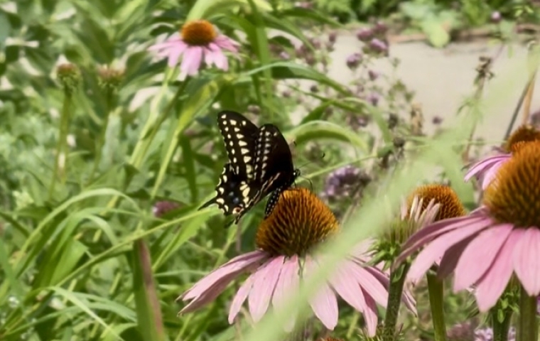 Butterfly 