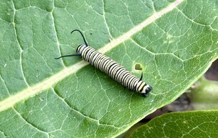 Monarch Caterpillar