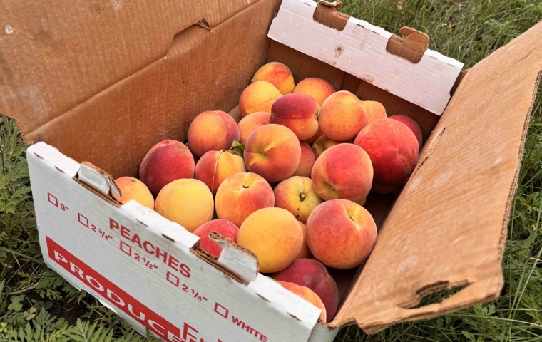 Box of Peaches