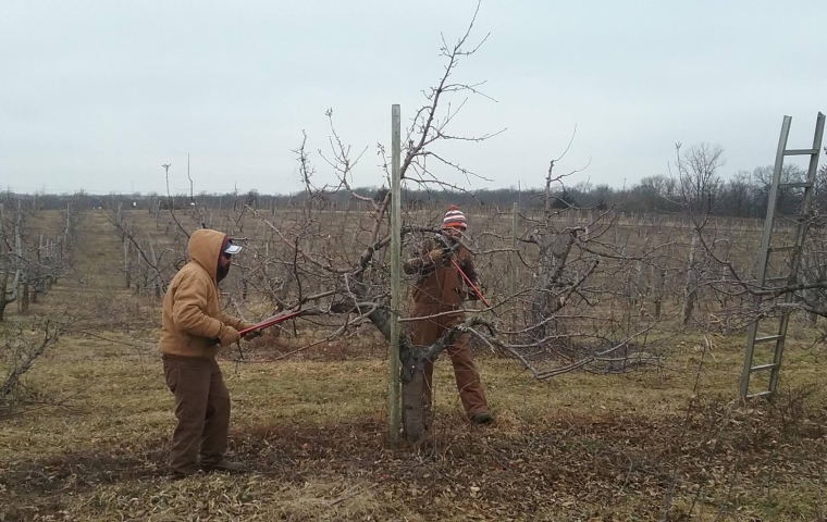 pruning