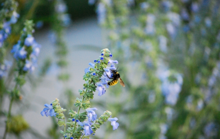 Image of the flowers of Salvia azurea (Blue Pitcher Sage) with an American Bumble Bee (Bombus pensylvanicus) taken in the evening on September 16, 2025.