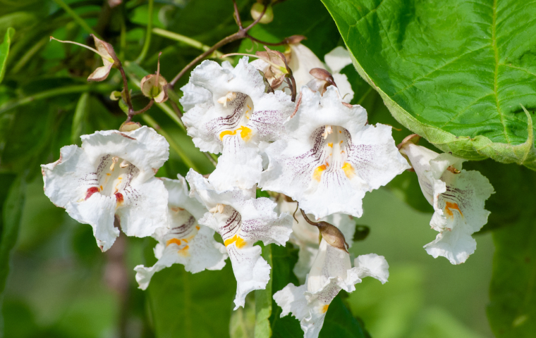 White catalpa flowers with purple and yellow patterns bloom among lush green leaves.