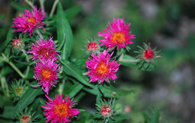 Image of the flower of Symphyotrichum novae-angliae ‘Alma Potschke’ (Alma Potschke New England Aster) taken in evening on September 16, 2025..