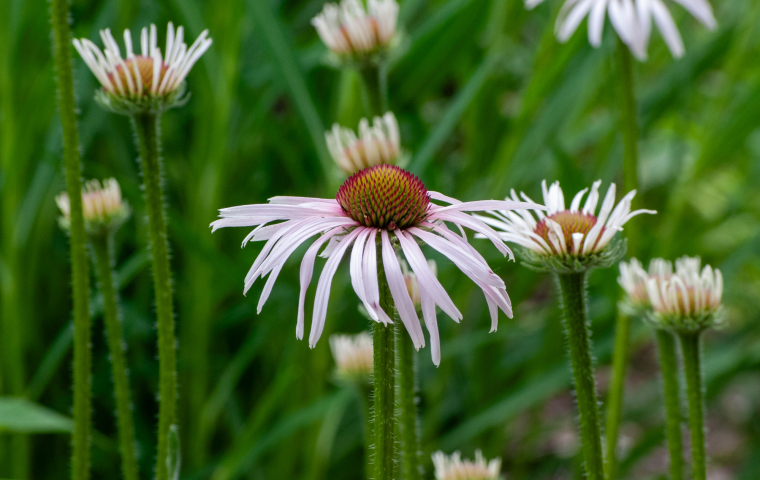 Purple coneflowers with thin petals and green stems in a lush outdoor setting.