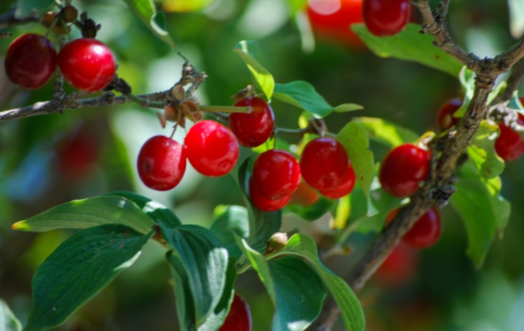 Matured Fruit