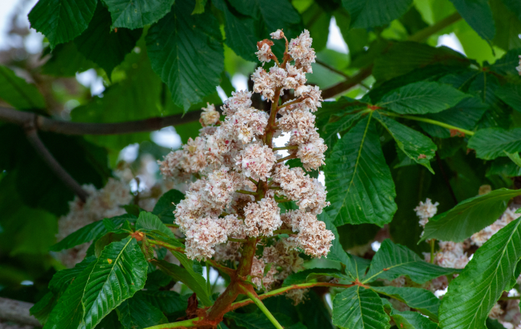 Cluster of white and pink flowers blooming on a tree surrounded by green leaves.