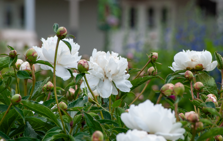 White peonies blooming in a lush green garden with a house softly blurred in the background.