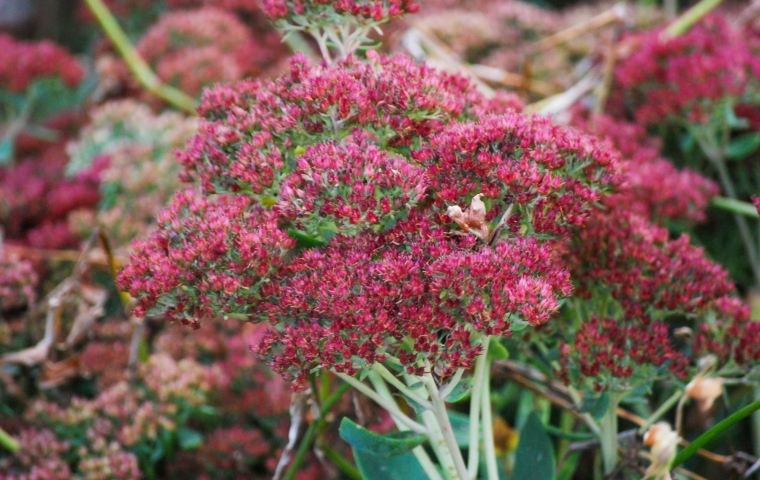 Image of the spent flowers of Hylotelephium ‘Herbstfreude’ (Autumn Joy Sedum) taken in the late afternoon on a late fall day.