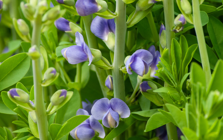 Light blue flowers with a bright green background
