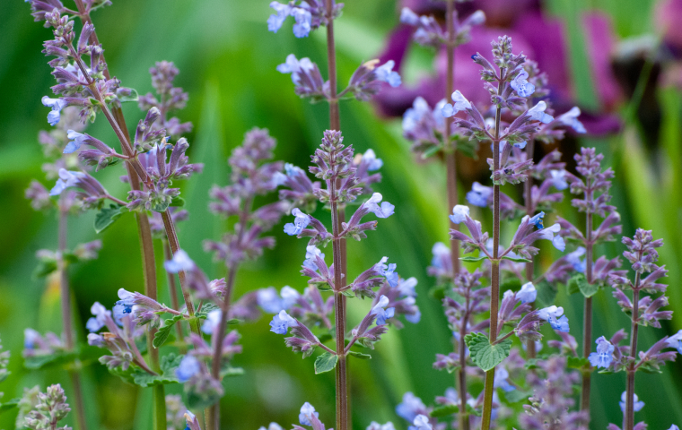 Purple and blue flowering stems in a green garden setting.