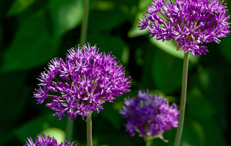 Purple allium flowers with star-shaped petals against a blurred green leafy background.