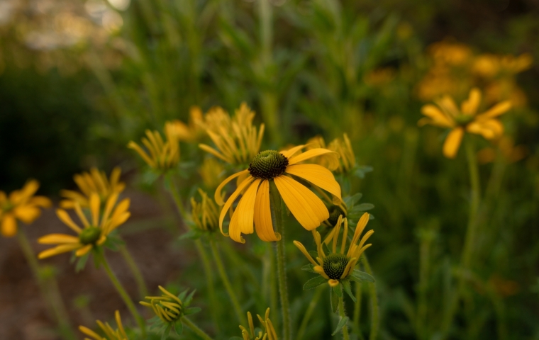 Flower - Afternoon