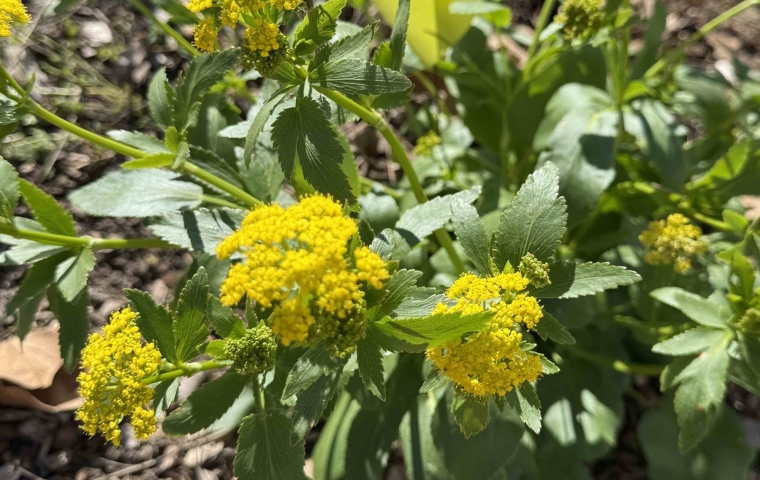 Flower
