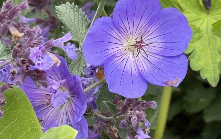 Flower