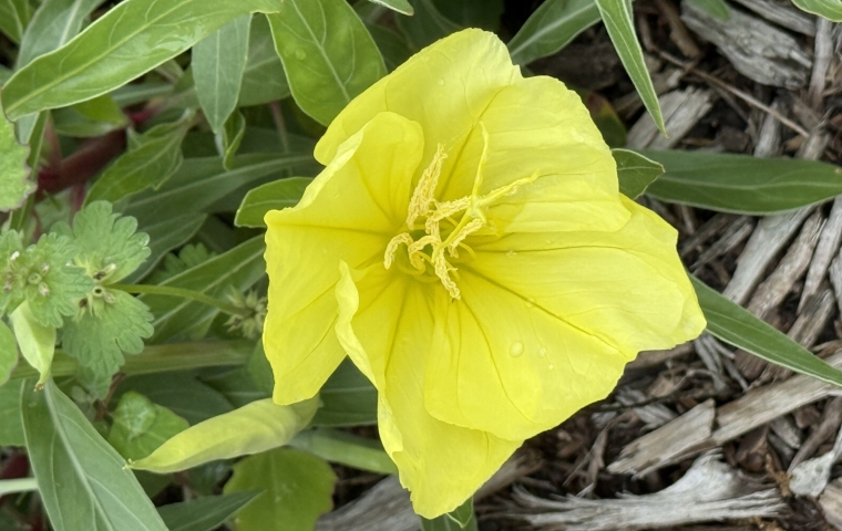 Flower