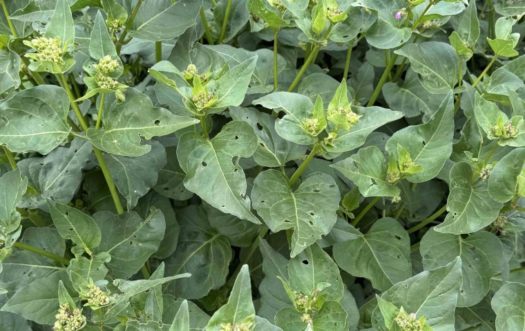 Plant