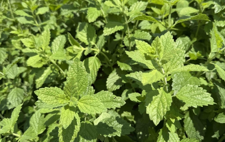 Leaves