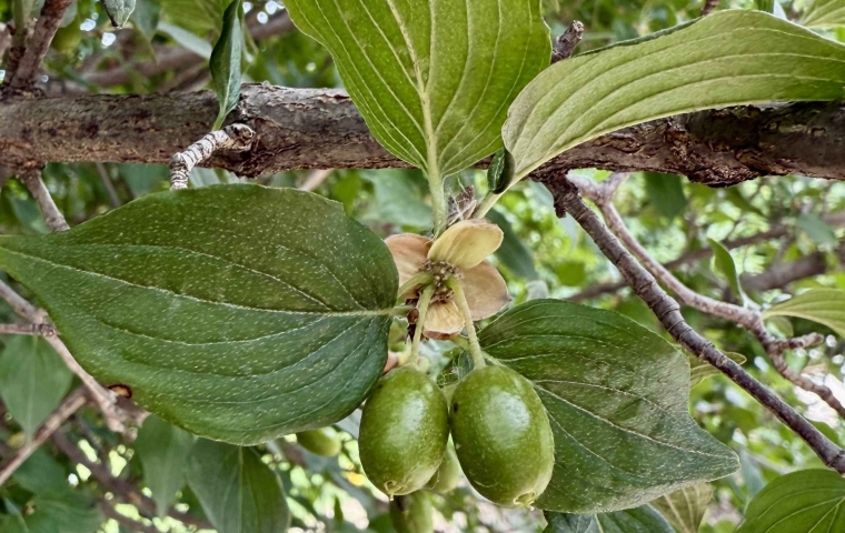 Fruit
