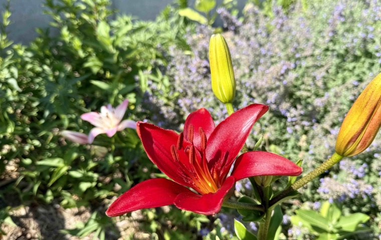Flower