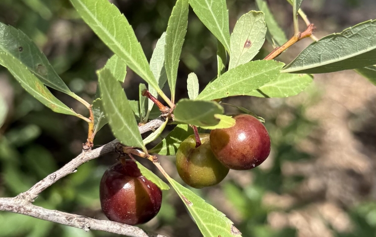 Fruit
