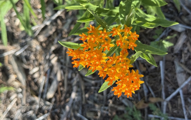 Plant with Flower