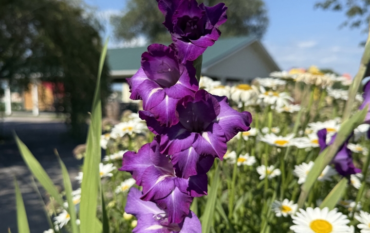 Flower
