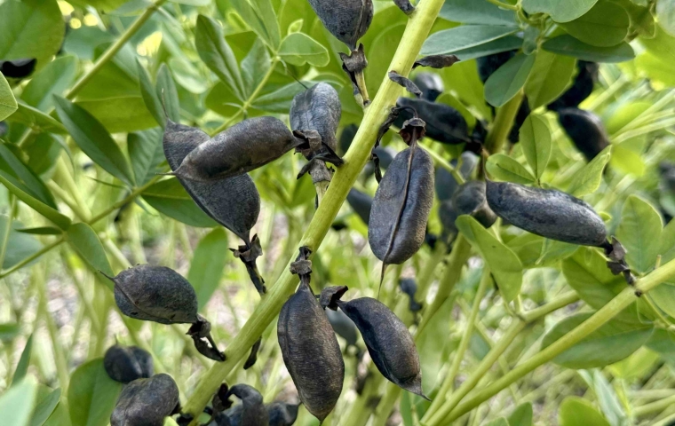 Seed Pods