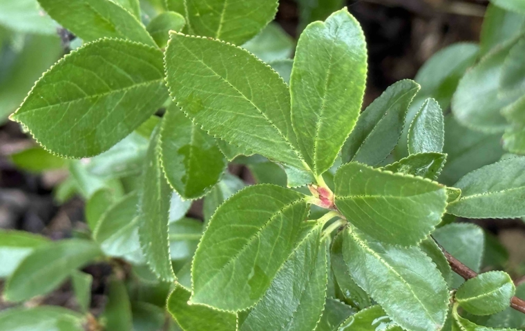 Foliage