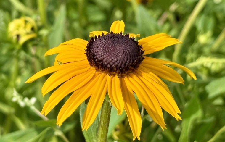 Flower - Morning
