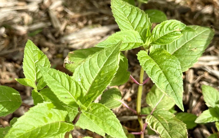 Foliage