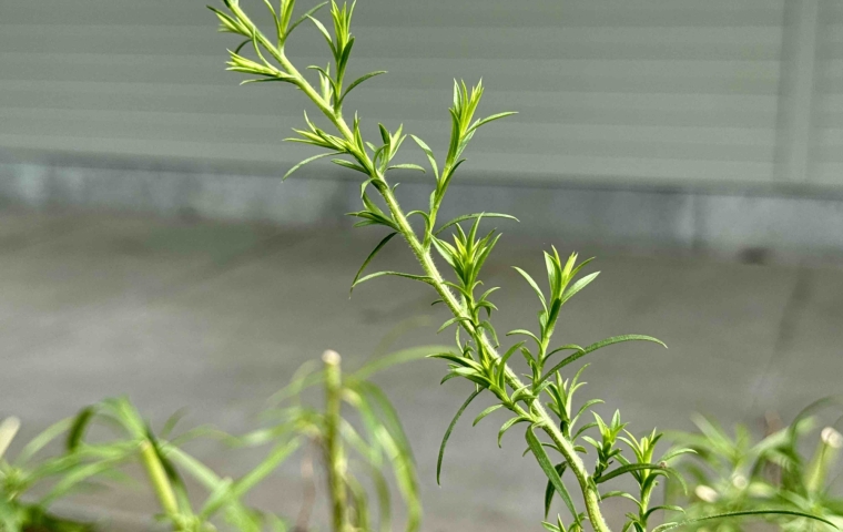 Flower Bud