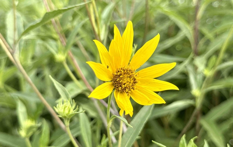 Flower - Morning