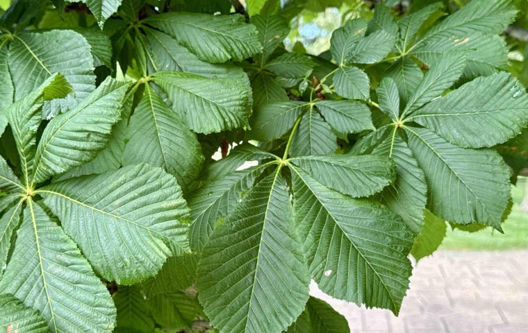 Foliage