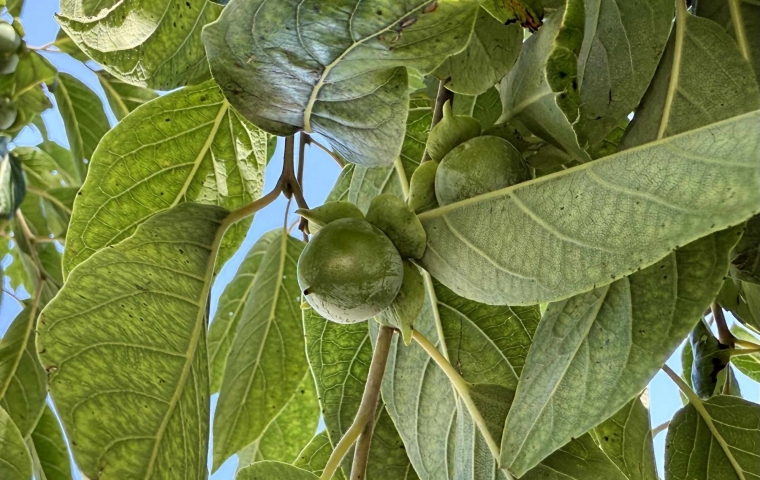 Fruit - July 8, 2025