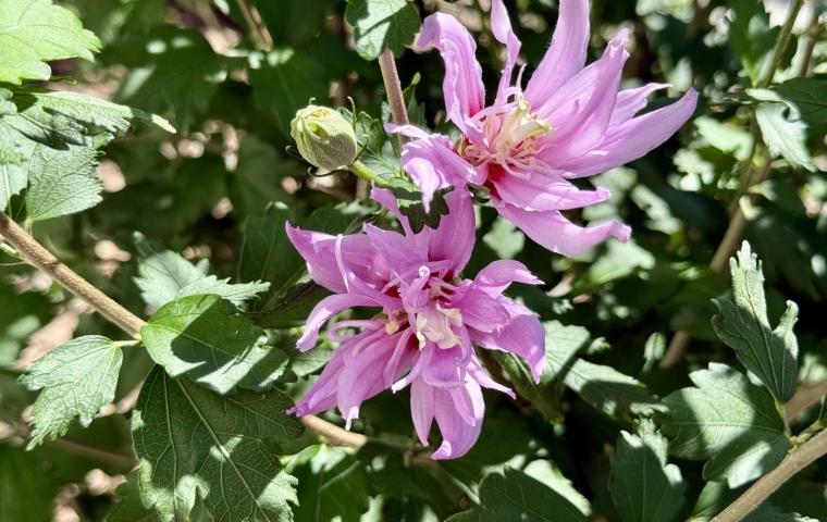 Flower - Afternoon