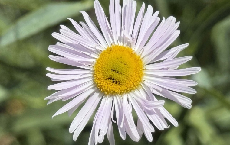 Flower - Afternoon
