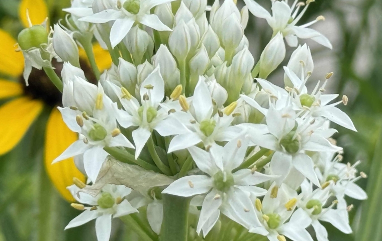 Flower - Afternoon