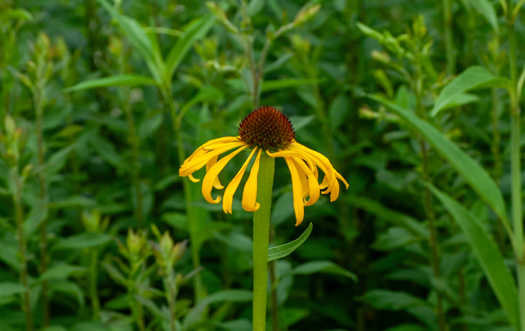 Yellow coneflower with drooping petals in lush green vegetation.