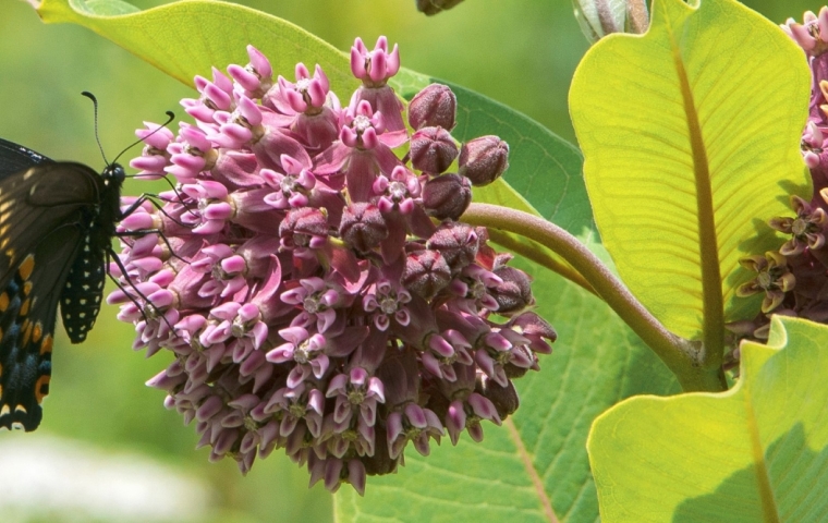 butterfly on milkweed