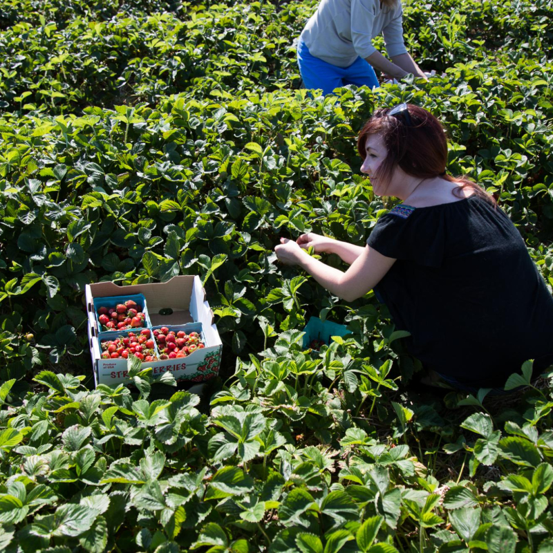 girl picking strawberries