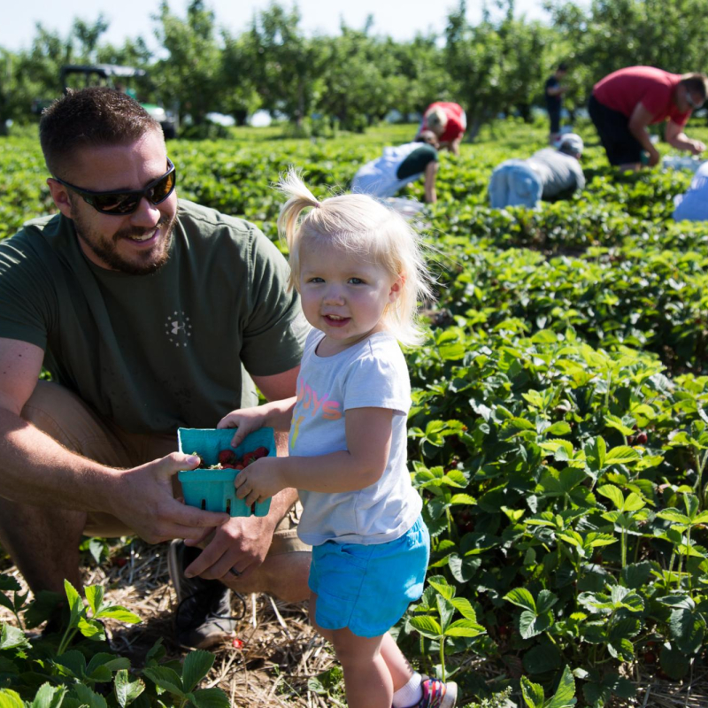 dad with little daughter in strawberry patch