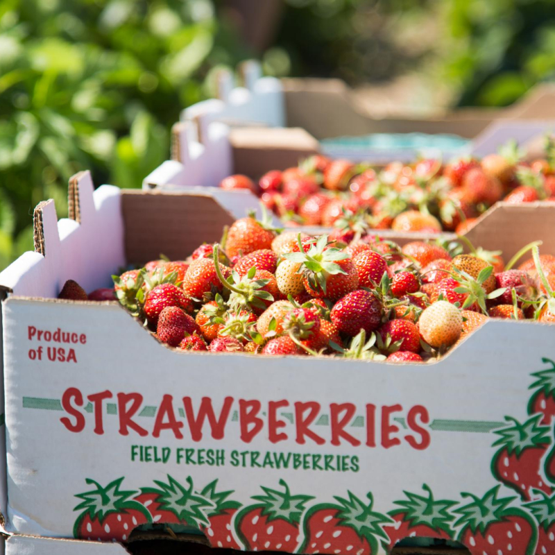 boxes of strawberries