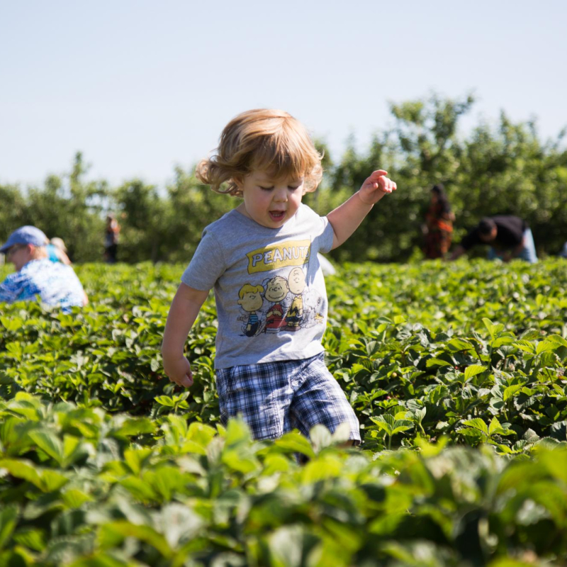 small child walking through strawberry patch