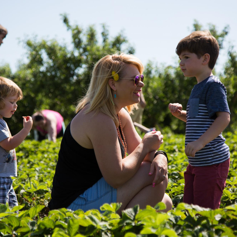 mother and children in strawberry patch