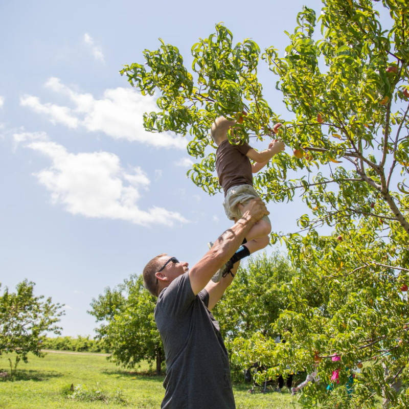 father lifting son near tree branch